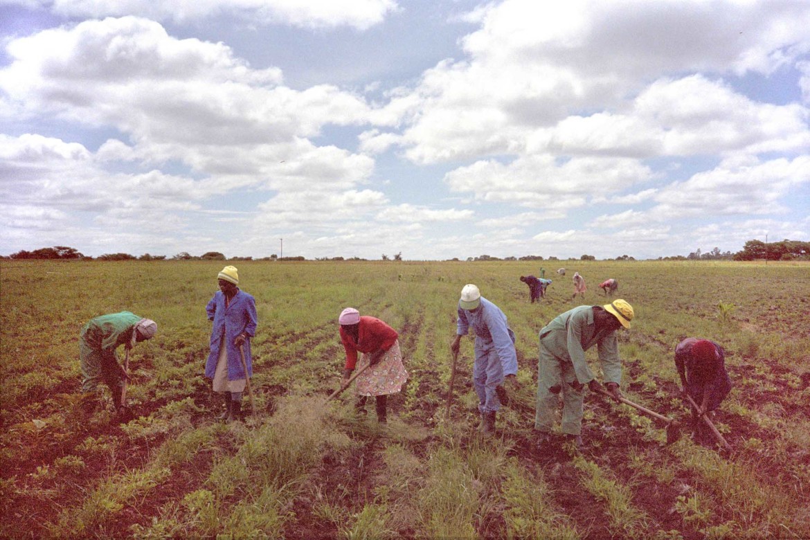 Zimbabwe landbewerken 30x45 web kleiner